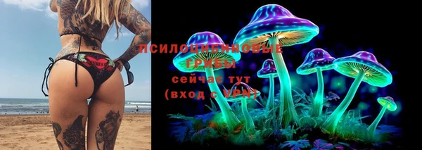прущие грибы Вязьма